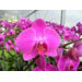 image of Flowers - Phalaenopsis