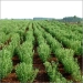 Organic Stevia Cultivation   - Result of Rose