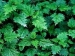 image of Forest Machinery - Nettle Root Extract