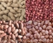 raw peanuts -Rich Material, Good Quality,Good Pric - Result of Peanut Kernel