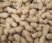 Peanuts in shell - Rich Material, Good Quality,Goo - Result of Peanut Kernel