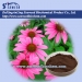image of Herb Medicine - Echinacea purpurea extract
