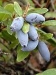 Sell Lonicera edulis extract  - Result of Blueberry