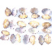 image of Shellfish,Shellfish Product - FROZEN ASARI