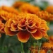 Lutein(Marigold Extract)5%-90%! - Result of solar