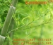 Bamboo Leaf Extract - Result of nthetic Hair
